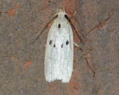 Scythropiodes issikii