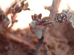 Portulaca quadrifida