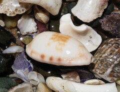 Talostolida pellucens