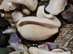 Talostolida pellucens