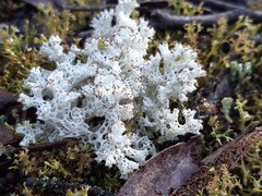 Pulchrocladia retipora