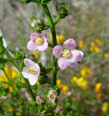 Cyanothamnus coerulescens
