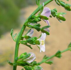 Cyanothamnus coerulescens