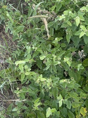 Abutilon austro-africanum