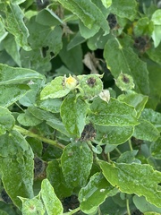 Abutilon austro-africanum