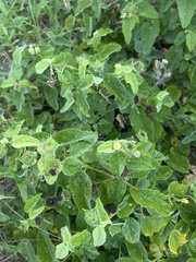 Abutilon austro-africanum