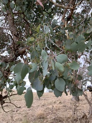 Eucalyptus polyanthemos