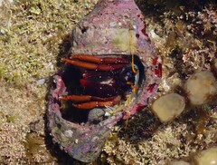 Calcinus morgani
