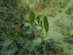Caulerpa prolifera