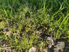 Capsella bursa-pastoris