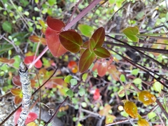 Hypericum pulchrum