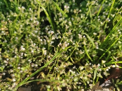 Capsella bursa-pastoris