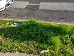 Capsella bursa-pastoris