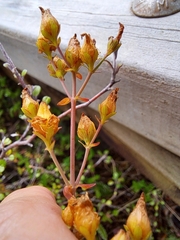 Hypericum pulchrum