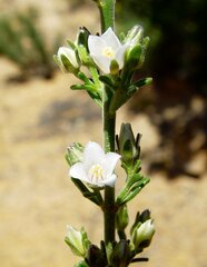 Cyanothamnus coerulescens