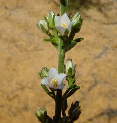 Cyanothamnus coerulescens