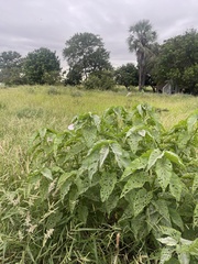 Ipomoea carnea fistulosa