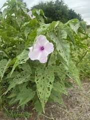 Ipomoea carnea fistulosa