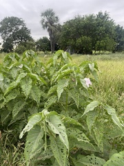 Ipomoea carnea fistulosa