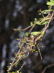 Lasioglossum peraustrale