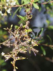 Lasioglossum peraustrale