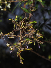 Lasioglossum peraustrale