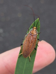 Balta bicolor