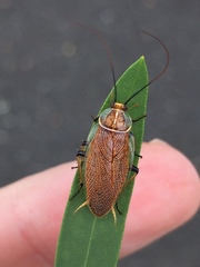 Balta bicolor