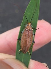Balta bicolor
