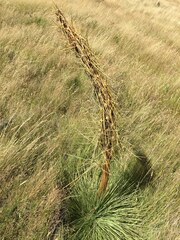 Aciphylla subflabellata