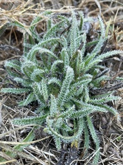 Arnebia hispidissima