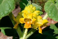 Ibicella lutea