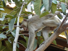 Macaca