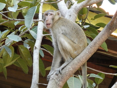 Macaca