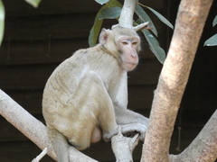 Macaca