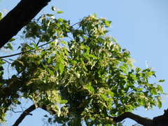 Magnoliopsida
