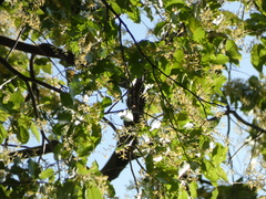 Magnoliopsida