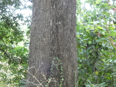 Magnoliopsida