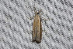 Ptochostola microphaeellus