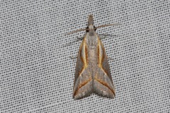 Arotrophora arcuatalis