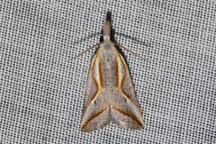 Arotrophora arcuatalis