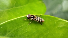 Ischiodon scutellaris