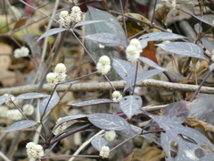 Alternanthera brasiliana