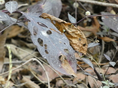 Alternanthera brasiliana