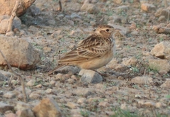 Mirafra erythroptera