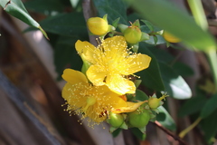 Hypericum monogynum