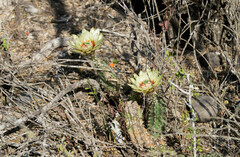 Echinocereus papillosus