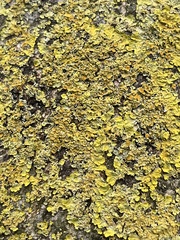 Xanthoria parietina