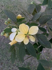 Senna nitida