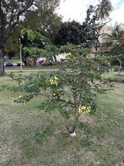 Senna nitida